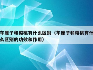 车厘子和樱桃有什么区别（车厘子和樱桃有什么区别的功效和作用）