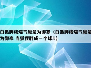 白狐胖成煤气罐是为御寒（白狐胖成煤气罐是为御寒 当狐狸胖成一个球!!）