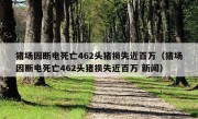 猪场因断电死亡462头猪损失近百万（猪场因断电死亡462头猪损失近百万 新闻）