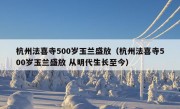 杭州法喜寺500岁玉兰盛放（杭州法喜寺500岁玉兰盛放 从明代生长至今）