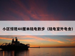 小区惊现40厘米陆龟散步（陆龟室外龟舍）