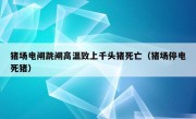 猪场电闸跳闸高温致上千头猪死亡（猪场停电死猪）